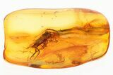 Detailed Fossil Dagger Fly and Biting Midge In Baltic Amber #330656-1